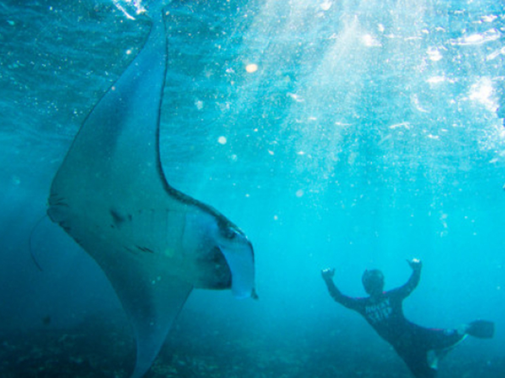 ロッキー　マンタスノーケリング